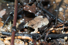 Occidozyga martensii