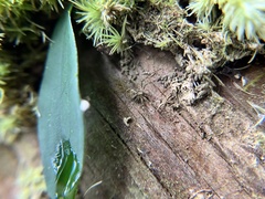 Hersilia taiwanensis