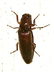 Hemicrepidius nemnonius