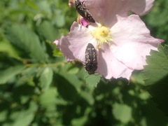 Acmaeodera knowltoni