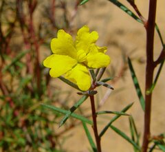 Hibbertia acerosa
