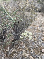 Eriogonum microtheca simpsonii