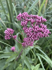 Eutrochium maculatum