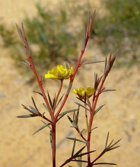 Hibbertia acerosa