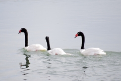 Cygnus melancoryphus