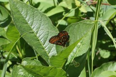 Euphydryas gillettii