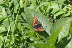 Euphydryas gillettii