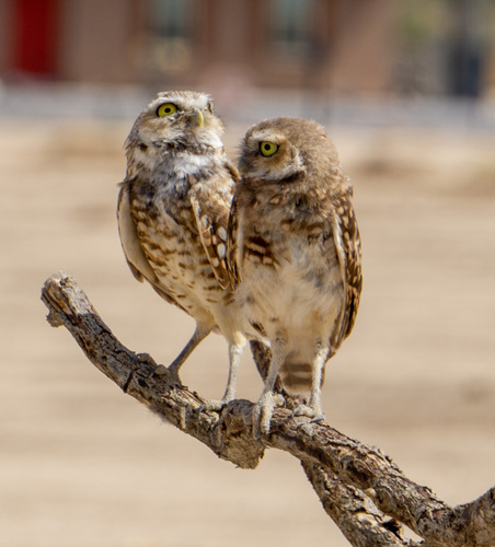 Burrowing Owl photographed in Nevada