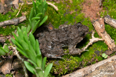 Occidozyga martensii