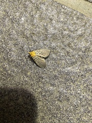 Tyspanodes hypsalis