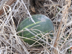 Cucurbita andreana