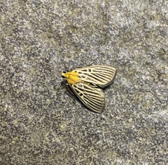 Tyspanodes hypsalis