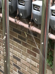 Trichonephila clavata