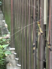 Trichonephila clavata