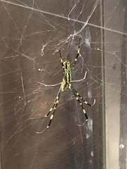 Trichonephila clavata