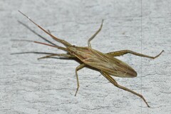 Stenodema trispinosum