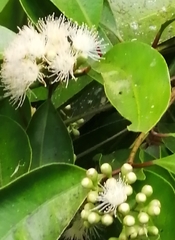 Syzygium kusukusuense