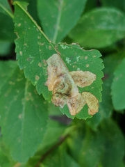 Agromyza valdorensis