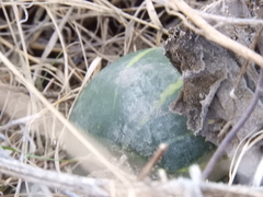 Cucurbita andreana