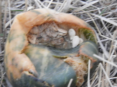 Cucurbita andreana