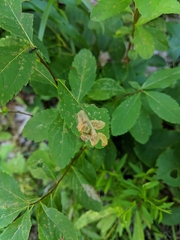 Agromyza valdorensis