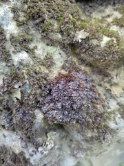 Enchylium coccophorum