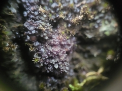 Enchylium coccophorum