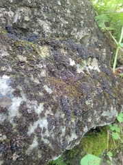 Enchylium coccophorum