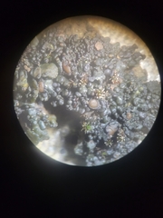 Enchylium coccophorum