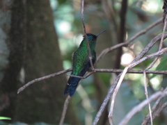 Thalurania glaucopis