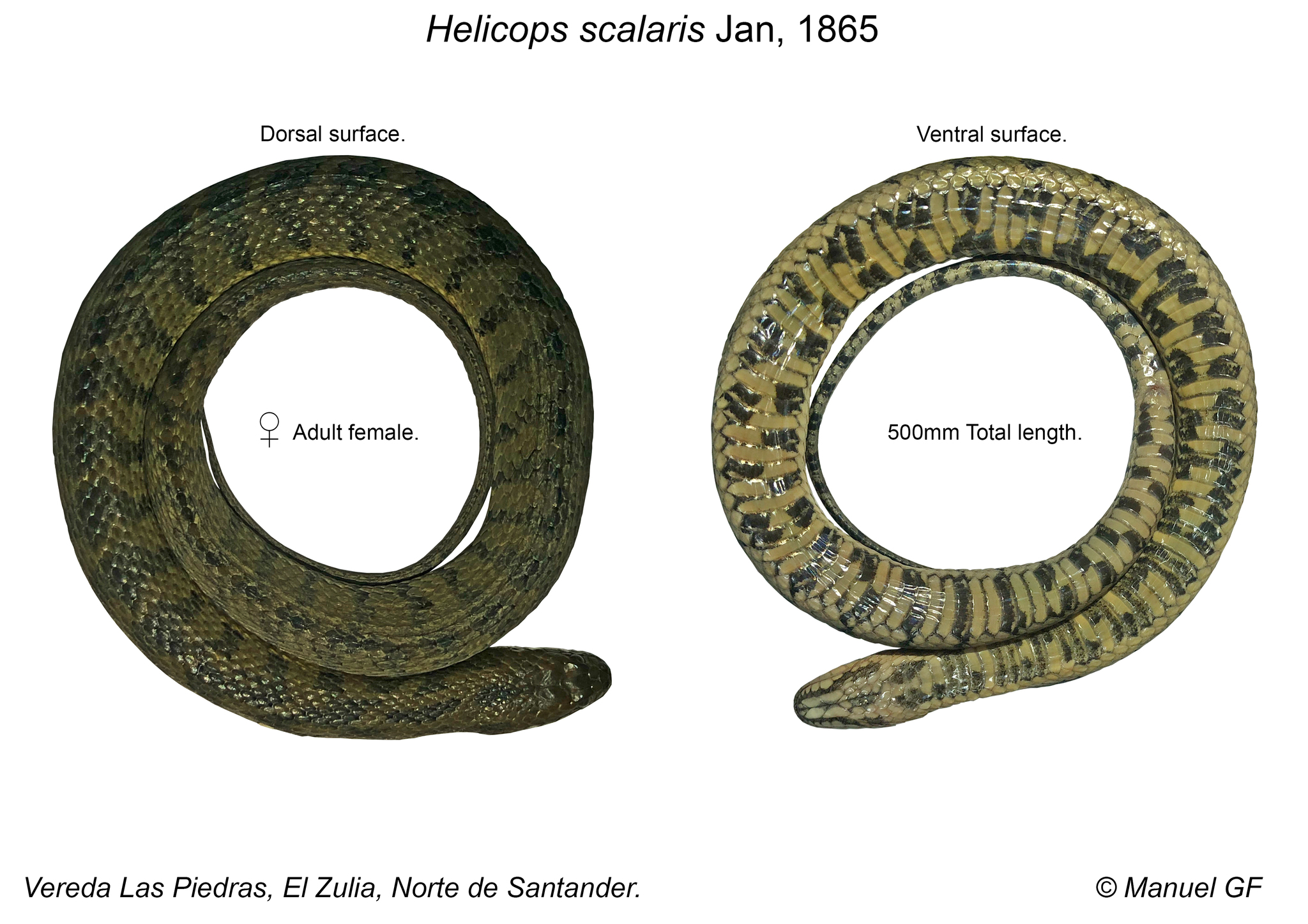 Hoge's Keelback photo 2