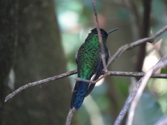 Thalurania glaucopis