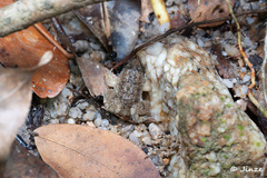 Occidozyga martensii