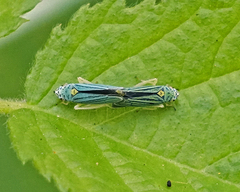 Graphocephala atropunctata
