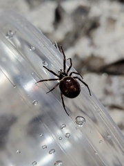 Steatoda