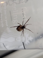 Steatoda