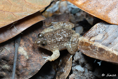 Occidozyga martensii