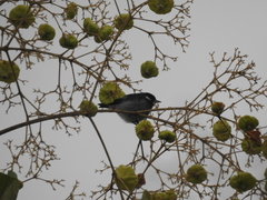 Conirostrum leucogenys