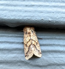 Pyrrhia exprimens