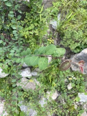 Cotoneaster multiflorus