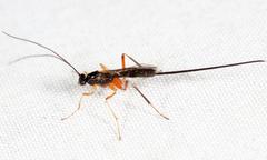 Macrocentrus marginator