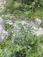 Cotoneaster multiflorus