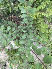 Cotoneaster multiflorus