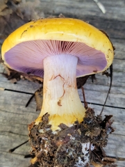 Glaucopodes