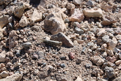 Circotettix undulatus