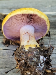 Glaucopodes