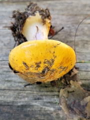 Glaucopodes