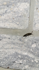 Elaterini