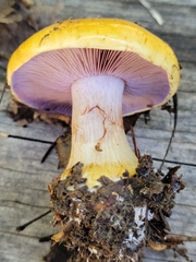 Glaucopodes