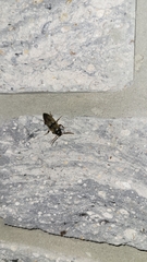 Elaterini